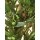 EUROPALMS Olivenbaum mit Früchten, künstlich, 250cm
