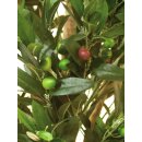 EUROPALMS Olivenbaum mit Früchten, 2-stämmig, künstlich, 250cm