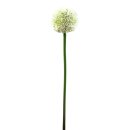EUROPALMS Alliumzweig, künstlich, cremefarben, 55cm