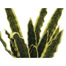 EUROPALMS Sansevieria (EVA), künstlich, grün-gelb, 60cm