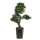 EUROPALMS Bonsai Podocarpus, Kunstpflanze, 80cm
