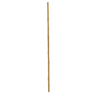 EUROPALMS Bambusrohr, Ø=3cm, 200cm