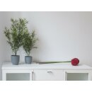 EUROPALMS Asparagus, Kunstpflanze, 24cm
