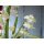 EUROPALMS Glockenblume, Kunstblume, weiß, 105cm