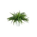 EUROPALMS Farnbusch im Dekotopf, Kunstpflanze, 62 Blätter, 48cm