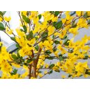 EUROPALMS Forsythienbaum mit 3 Stämmen, Kunstpflanze, gelb, 150cm