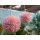 EUROPALMS Sukkulenten Kugel (EVA), Kunstpflanze, rosa, 16cm