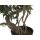 EUROPALMS Ficus Multi Spiralstamm, Kunstpflanze, 130cm