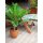 EUROPALMS Cycas Palme, Kunstpflanze, 70cm