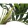 EUROPALMS Parlour Palme, Kunstpflanze, 150cm