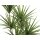 EUROPALMS Yucca Palme, Kunstpflanze, 130cm