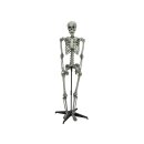 EUROPALMS Halloween Skelett stehend, 160cm -...